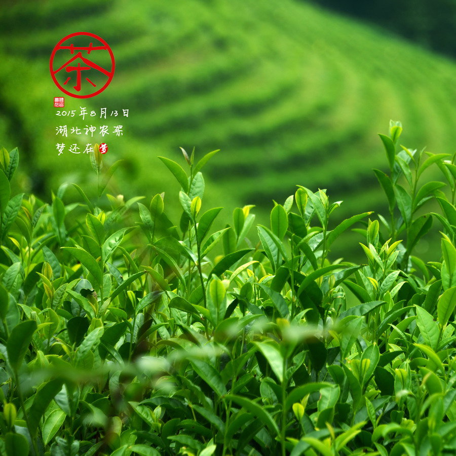 【茶攝影圖片】湖北神農(nóng)架風(fēng)光