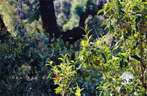 2017年秋茶現(xiàn)場之走進易武