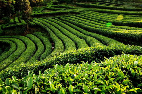 獨家訪談 筠連縣縣長劉朝平 推進筠連縣特色農業向品質農業發展